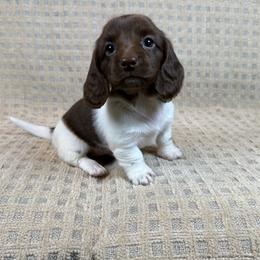 Minnie - Piebald female Dachshund puppy in Aurora, Missouri from Baker Farms