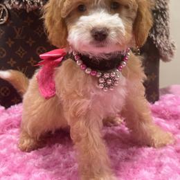 Cavapoos, Goldendoodles, and Shihpoos from Jenny La Bone