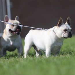 French Bulldogs from Diana's French Bulldogs