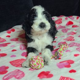 Davy - Aussiedoodle puppy in Suisun City, California from Spandoodles