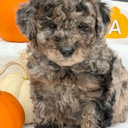 Yellow paws Darker merle on end - Merle male Goldendoodle puppy in Rush, New York from Care Bear Puppies
