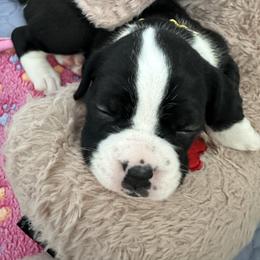 Girl 1 - Brindle female Boxer puppy in Fall River, Massachusetts from DaCosta’s Boxers