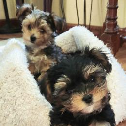 Yorkshire Terrier Puppies from Kathy's little yorkies