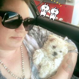 Shih Tzu and Yorkshire Terrier All Grown Up from Empire Yorkies