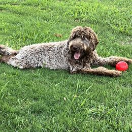 King George - Australian Labradoodle