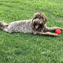 King George - Australian Labradoodle
