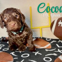 Cocoa - Chocolate male Australian Labradoodle puppy in Richmond, Kentucky from Happy Time Doodles