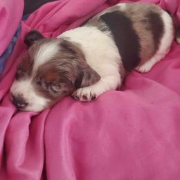 Dachshund Puppies from TNT MINI DACHSHUNDS