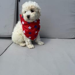 Nacho - Parti female Goldendoodle puppy in Cherry Tree, Pennsylvania from Plum Creek Acres Next Generation