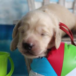 Red collar (Alvin) - Cream male Dachshund puppy in Pace, Florida from Shoebox Doxie’s