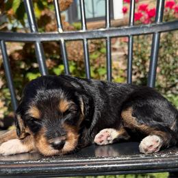 Boone - Phantom male Pyredoodle puppy in Bowling Green, Ohio from FDF Pyredoodles & Bernedoodles