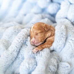 Maltipoo and Poodle Puppies from Little Toy Poodles