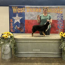 Miniature Australian Shepherd and Toy Australian Shepherd All Grown Up from Bar C Toy & Mini Aussies