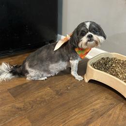 Maggie - Shih Tzu