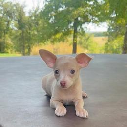 Moose - Merle male Chihuahua puppy in Alvord, Texas from Gift of Gods Favor