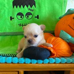 Boy 2 maxwell - Gold male Chihuahua puppy in Red Bluff, California from Aye Chihuahua