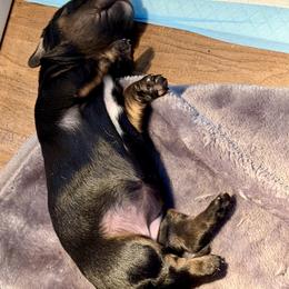 Snickers - Black and tan female Dachshund puppy in Bartlett, Illinois from Dachshundsnextdoor