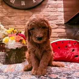 Lincoln - Apricot male Goldendoodle puppy in De Land, Florida from Rezapour Doodle Estate
