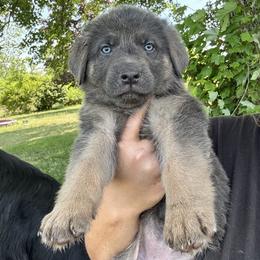 Ocia - Blue female German Shepherd puppy in Watervliet, Michigan from M&M Shepherd Farms