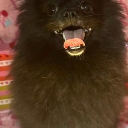 Opal - Black female Pomeranian puppy in Calhoun, Louisiana from Cheyenne’s Pups