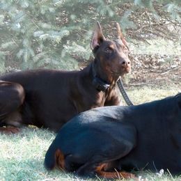 Doberman Pinschers and French Bulldogs from The Defender Farm
