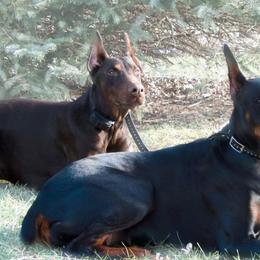Doberman Pinschers and French Bulldogs from The Defender Farm