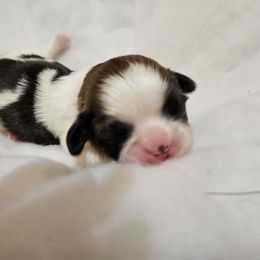 Black collar boy - Tricolor male Shih Tzu puppy in Woodsfield, Ohio from ROSE LANE SHIH TZUS