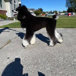 Poodle All Grown Up from High Desert Standard Poodles