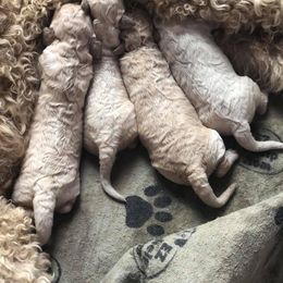 Goldendoodle Puppies from Heart of Goldendoodles