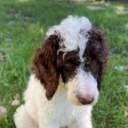 Poodles from Di’s Parti Poodles
