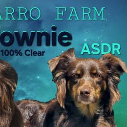 Australian Shepherds from Chaparro Farm