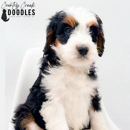 Aiden - male Australian Mountain Doodle puppy in Tipton, Indiana from Country Creek Doodles