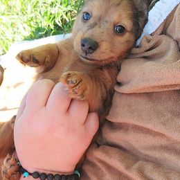 Dachshund Puppies from Dixon's Darlings