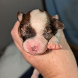 Girl 2 - White black and tan female Papillon puppy in Joshua, Texas from Summertime Kennels