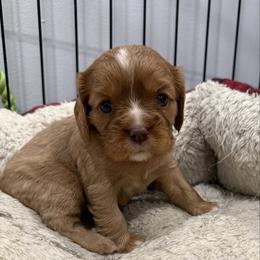 Maple - Chocolate female Cavalier King Charles Spaniel puppy in Ellisville, Mississippi from Malu Lani Cavaliers