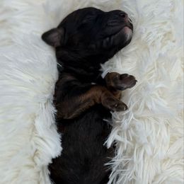 Cornelia - Sable female Bernedoodle puppy in Valrico, Florida from Shadow Kennels