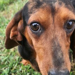 Dachshunds from Aimee Cantrell