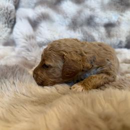 Light Blue - Red  male Goldendoodle puppy in Winfield, Alabama from Rose Lane Doodles