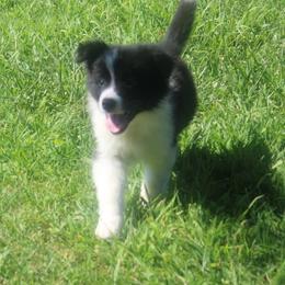 Fresno - blue - Black and white male Border Collie puppy in Crawfordsville, Indiana from Rescued Dreams Border Collies