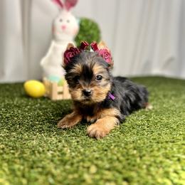Purple Collar - Black and tan Yorkshire Terrier puppy in San Jose, California from Precious Yorkies