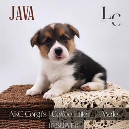 Java - Black and tan male Pembroke Welsh Corgi puppy in Pine Village, Indiana from NL Horsemanship