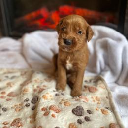 Aster - Red  female Goldendoodle puppy in Milan, Georgia from Joe and Dogs