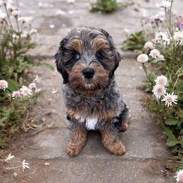 Millie - Goldendoodle