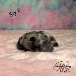 Boy 2 - Blue merle male Pomeranian puppy in Fort Jones, California from High Rocking Pom Poms