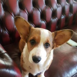 Cardigan Welsh Corgi Puppies from Cardigan Cottage