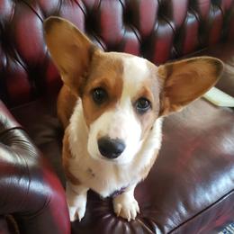 Cardigan Welsh Corgi Puppies from Cardigan Cottage