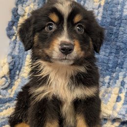 Linc - Black tri male Miniature American Shepherd puppy in Plant City, Florida from Osborne & Stormborn FL Kennels