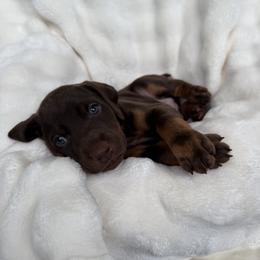 Doberman Pinscher Puppies from Haus of Hound