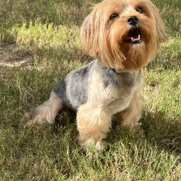 PALOMA - Yorkshire Terrier