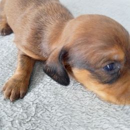 Big Red - Red male Dachshund puppy in Cedar Rapids, Iowa from Paulassillydogs